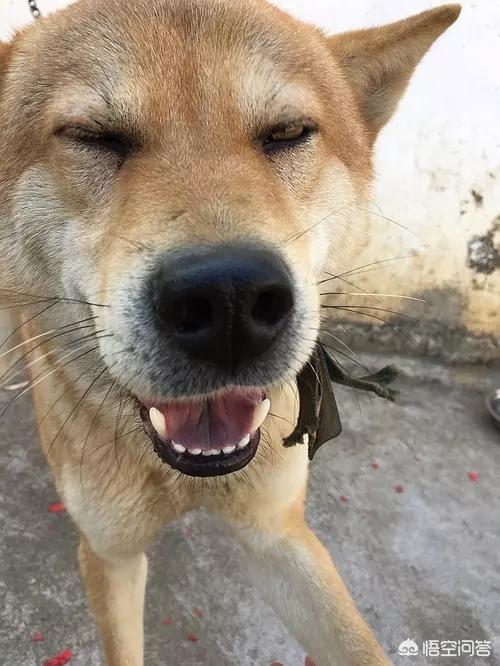 腊肠狗属于哪列够:狗狗如果吃盐吃多了，一般会出现什么症状？