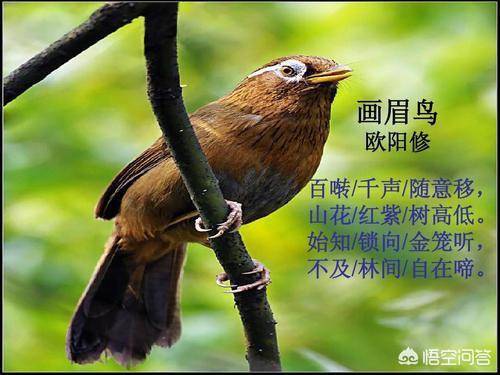 我的画眉鸟不叫怎么办:画眉鸟不鸣叫的几种原因？