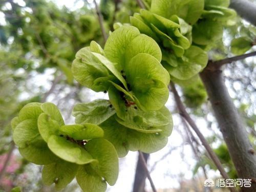农村那些年,榆钱、槐花、苦菜你都吃过没有？你还吃过些啥？