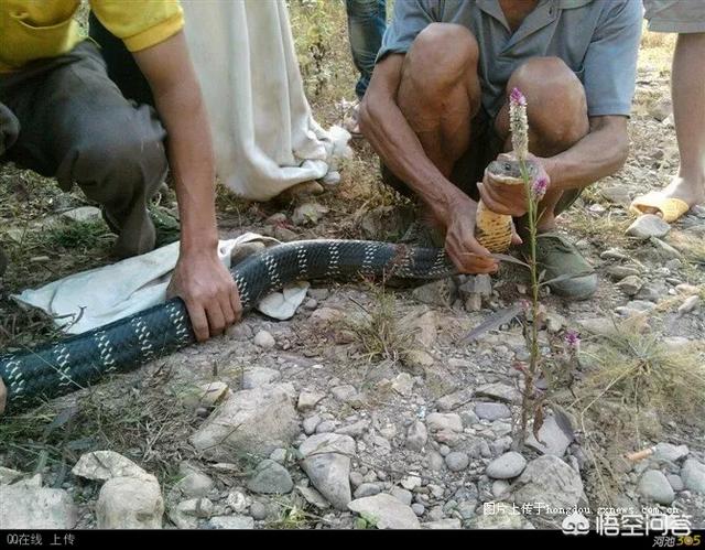 紫颊直嘴太阳鸟云南亚种:在农村野外我们见到毒蛇都会躲避，为啥有的人看到毒蛇就乐坏了？