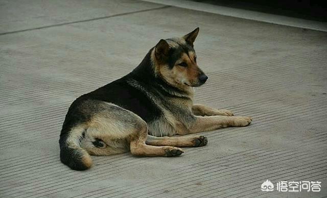 最好的家庭护卫犬:小型家庭护卫犬 哪些狗可以悍不畏死的保护自己的主人？为什么？