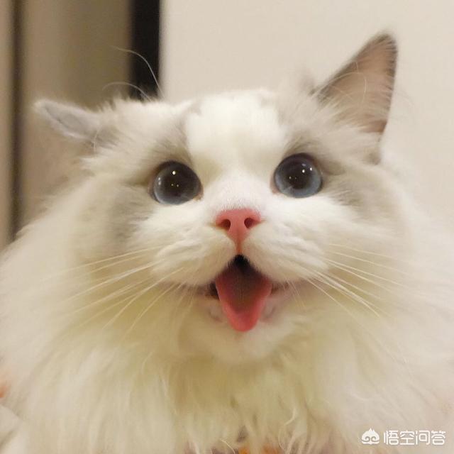 布偶猫图片:布偶猫的猫癣应该怎么处理？ 布偶猫图片及价格多少