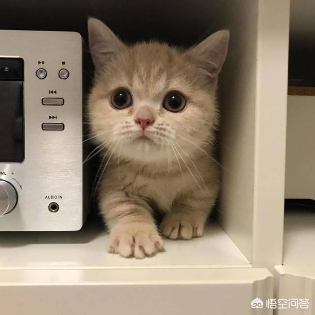 宠物健康护理员模拟题:主人怎样才能识别猫咪的疼痛呢？