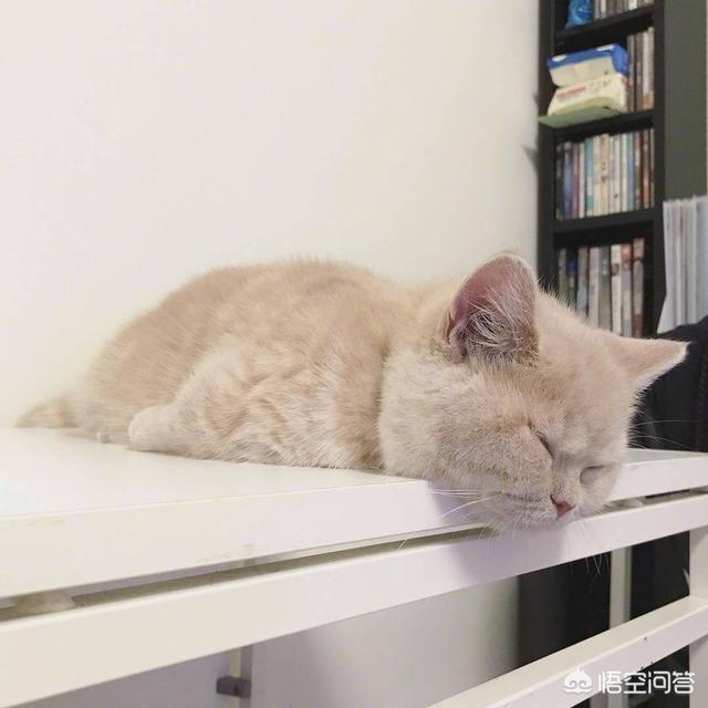 宠物健康护理员模拟题:主人怎样才能识别猫咪的疼痛呢？