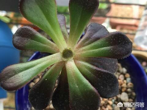 翡翠景天多肉:扣芯下来的法师多肉还能种植吗？