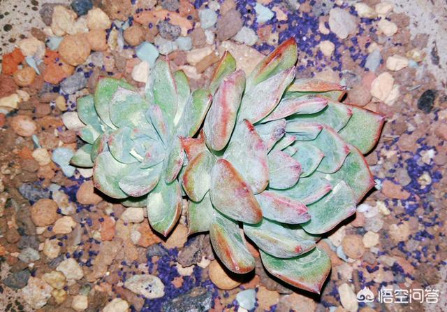 花土里加火山石:轻石与植金石相比，哪个用来养兰花比较好？