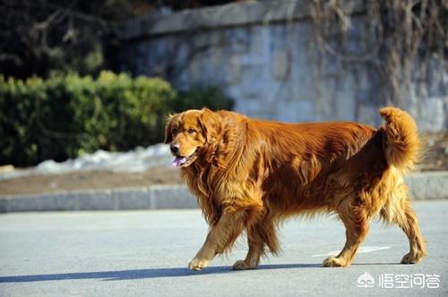 狗狗绝育后饮食:母狗绝育后性格有哪些改变？