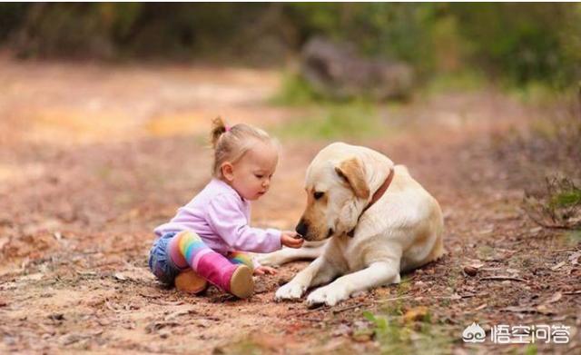 10种对孩童最友善的狗狗:哪些狗狗最适合人喂养呢？