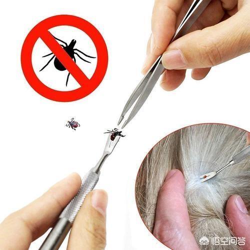三狗组 下载:为什么狗狗身上会长蜱虫？该怎么去掉？ 三狗组老大