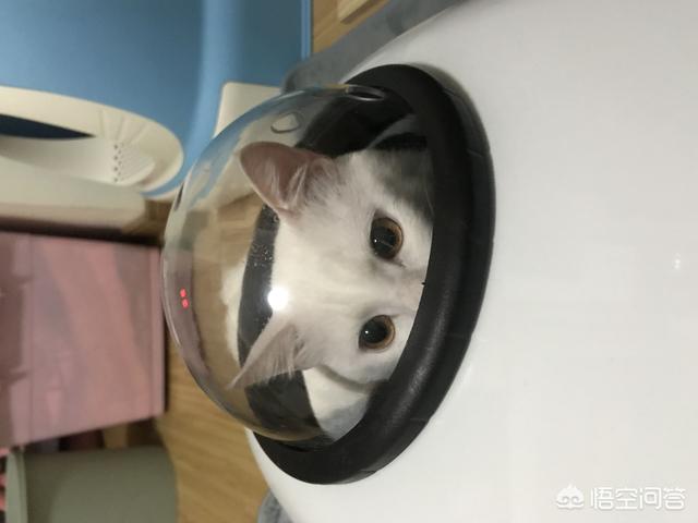 萌猫猫图片:你家喵的哪个动作最能萌到你？