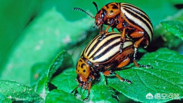 寿命最长的昆虫是哪种？