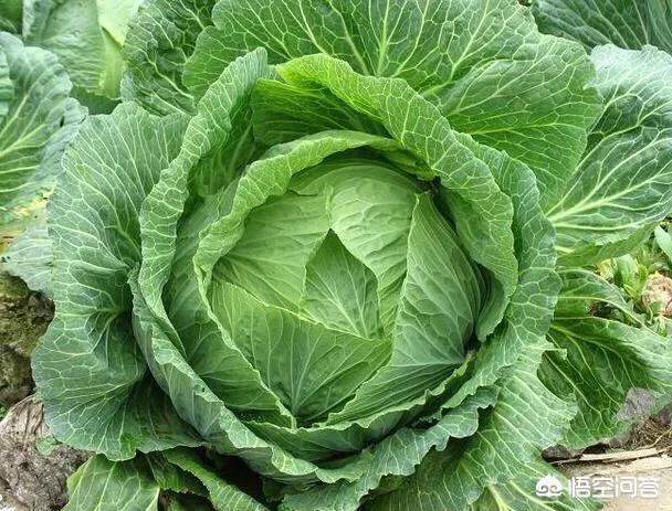 如何防治菜青虫，种植的包菜被一些青菜虫祸害了，如何不洒农药防治呢