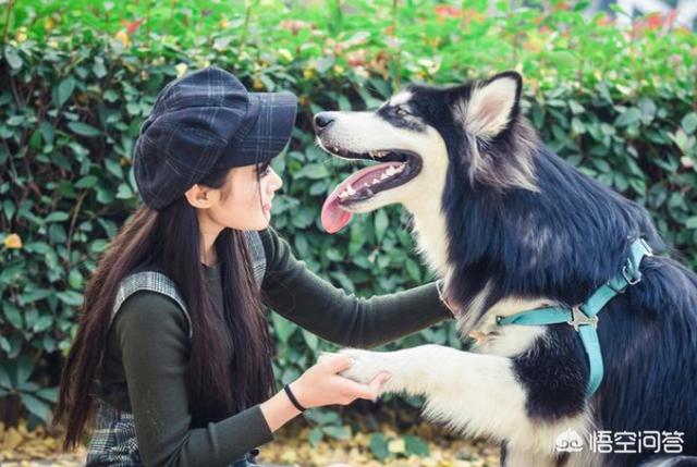 公阿拉斯加犬好养吗:阿拉斯加犬好养吗阿拉斯加雪橇犬怎么养？