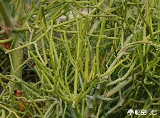 光棍树:光棍树是什么样的一种植物？