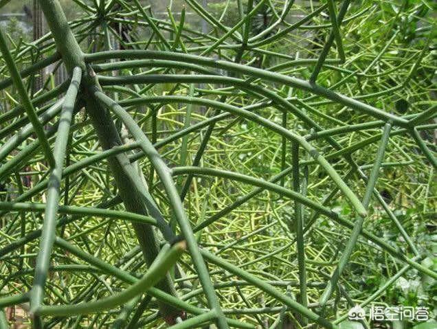 光棍树:光棍树是什么样的一种植物？
