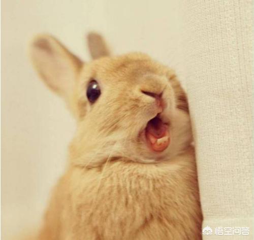兔子吃什么会拉肚子:兔子吃香蕉拉稀，兔子吃香蕉皮有事吗？