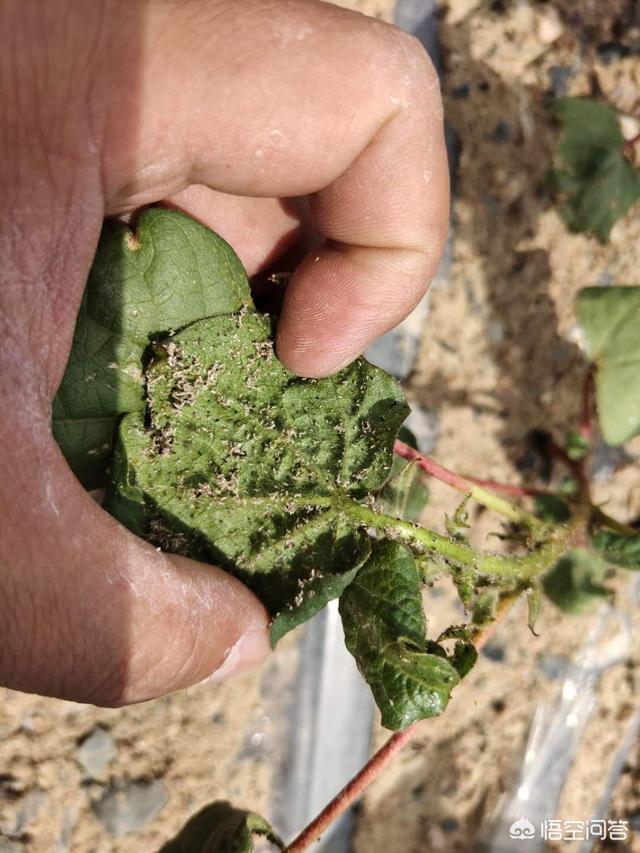 蚜虫:哪些农药能消灭蚜虫呢？需要注意哪些问题？
