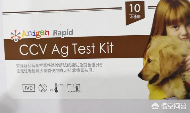 犬冠状病毒病症状图片:新型冠状病毒的症状 狗狗得了冠状病毒，有什么好的治疗方法？