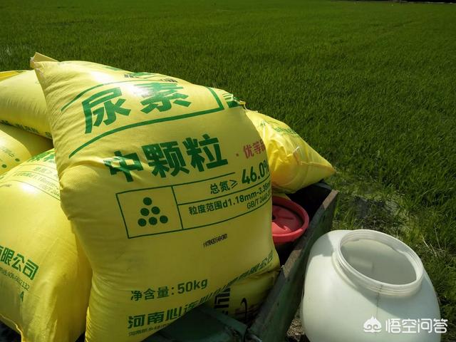种植水稻怎么补硅，水稻秧苗栽插过十天后，返青发棵，追什么样的肥料最旺盛