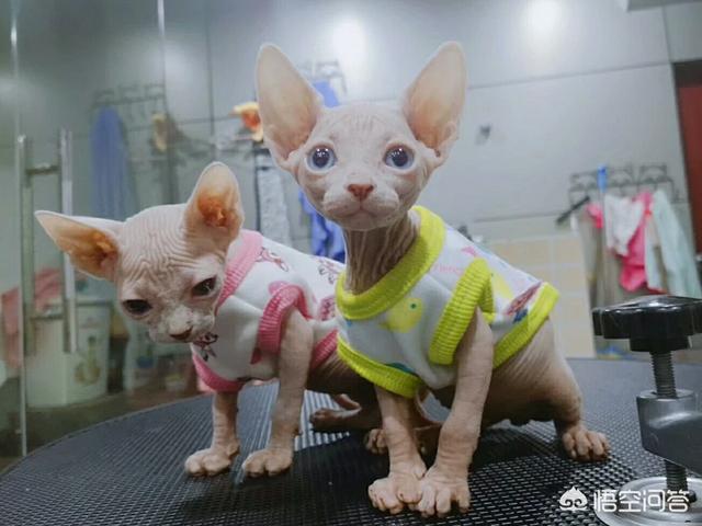小猫回家:在宠物店买的猫咪回家多久能确定是健康的？