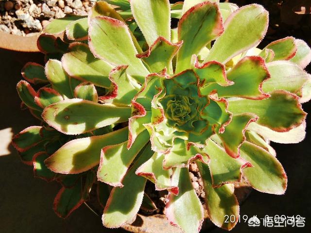 翡翠景天多肉:带锦的多肉怎么养护？价格贵不？
