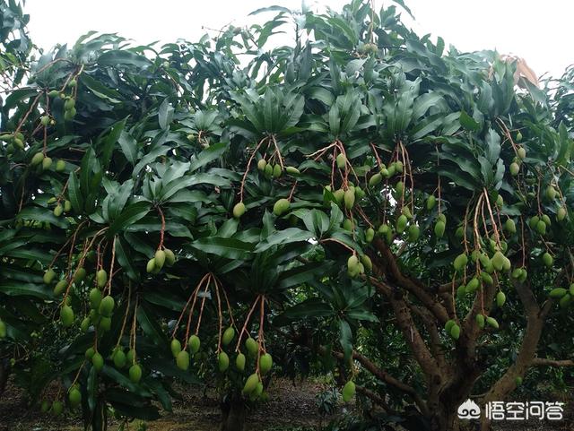 芒果已经大量上市了最近价格贵不贵？