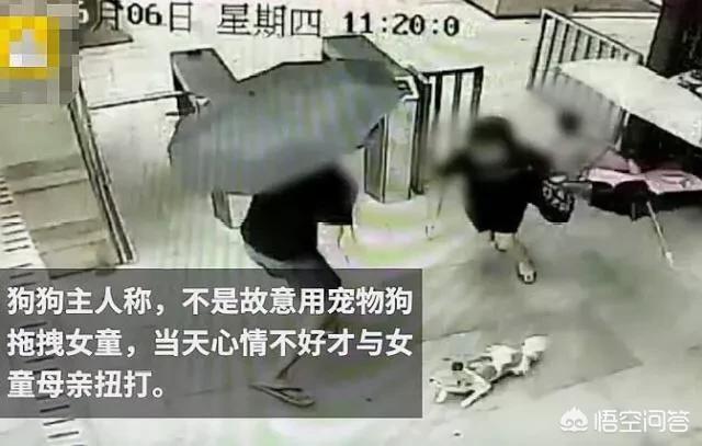 深圳狗狗网怎么:如何看待深圳女童被狗拖拽2米，妈妈出手阻拦竟遭狗主一顿暴揍？