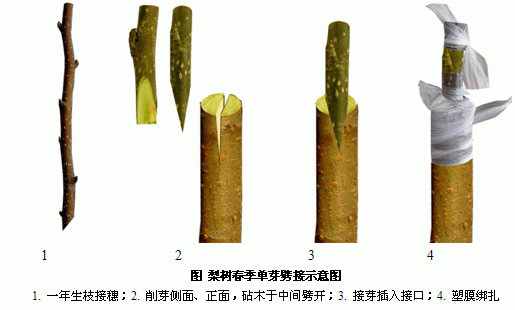 头条问答 - 在不是果树的树上可以嫁接果树的树木有哪些?(16个回答)