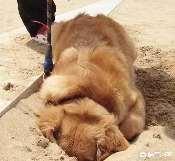 金毛受孕后的症状:怎么辨别金毛犬是否怀孕？