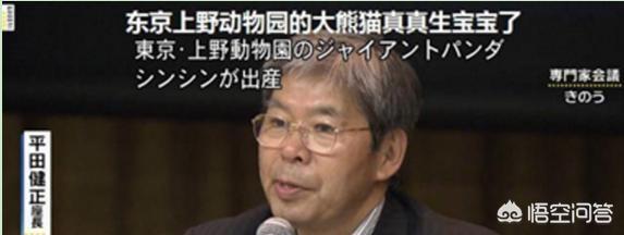 狗扑网:熊猫在抗日时期是什么处境？
