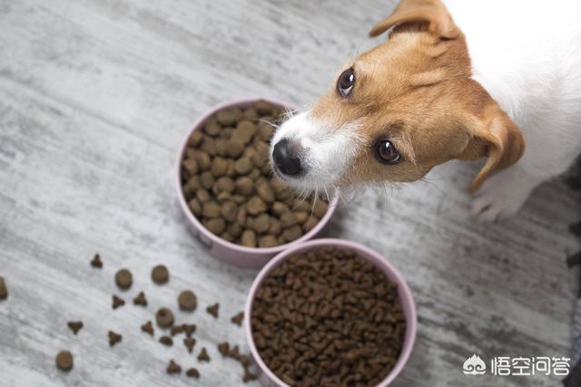 犬舍狗食配方:怎样安全地给狗狗换狗粮？