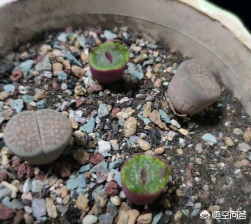 石花是什么样子的,多肉生石花徒长成“柱子”，入夏如何养护？