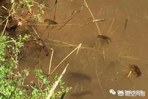 买小龙虾放生:一个两亩的池塘放养20只小龙虾能繁殖开来吗（广东阳江地区）