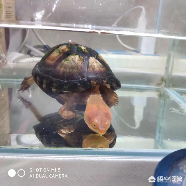乌龟吃什么食物才能养好它们:谁知道乌龟爱吃些什么？到底怎么养？