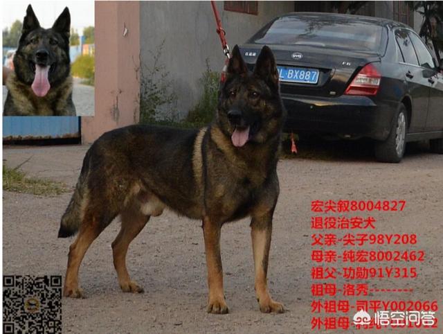 昆明狼犬凶猛吗:我国最优秀的狼犬是哪一种？ 法国狼犬凶猛吗