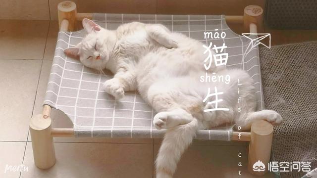 曼基康猫布偶猫:为什么还有人花大价钱买布偶猫？