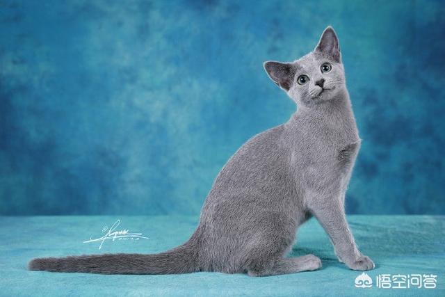 进口俄罗斯蓝猫:想养一只蓝猫，在哪里买合适？