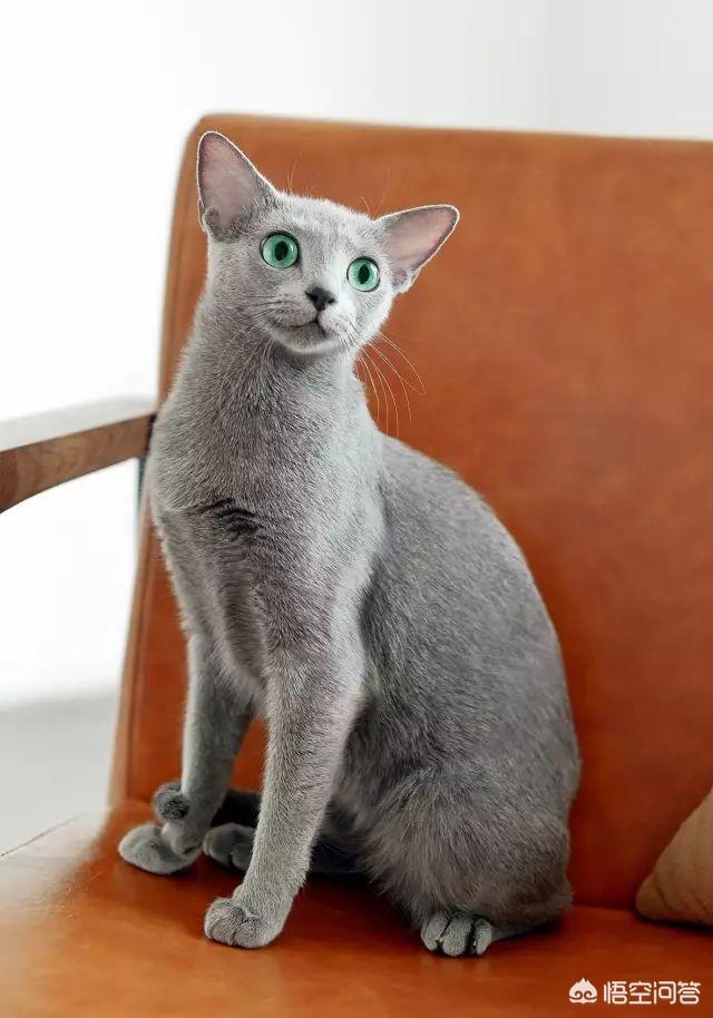 进口俄罗斯蓝猫:想养一只蓝猫，在哪里买合适？