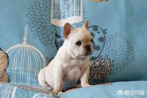 斗牛马士提夫犬会放屁吗:法牛放屁拉软便，5个月法斗放屁软便怎么办呢？