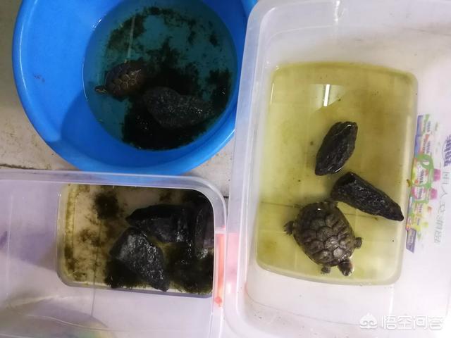 567克观赏龟图片:想养一只巴西龟，需要准备什么？
