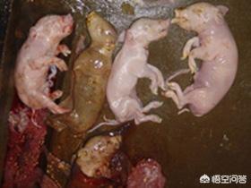 要是死胎有什么症状:胎死腹中孕妇有什么症状 母猪下的死小猪还发黑是什么病？