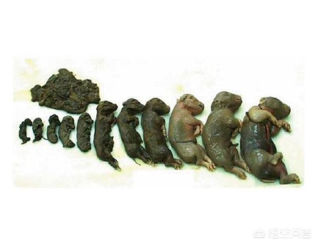 要是死胎有什么症状:胎死腹中孕妇有什么症状 母猪下的死小猪还发黑是什么病？