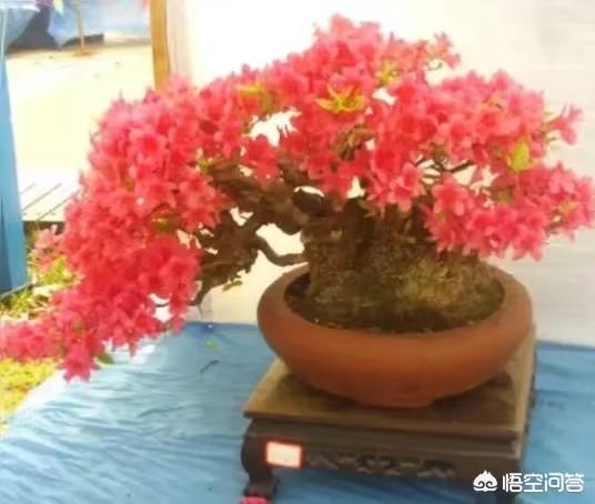 网上买的杜鹃花有毒吗:网上买杜鹃花的小苗靠谱吗？买回来以后应该怎么养护？