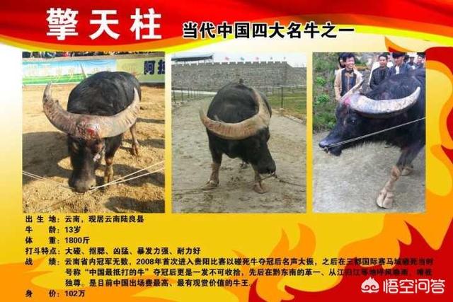 白肢野牛一般生活在什么地方，非洲水牛VS白肢野牛谁厉害呢