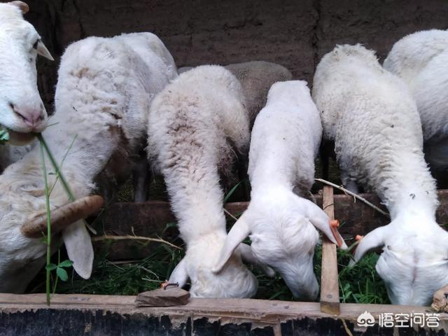 养殖羊的利润:肉羊养殖的利润与成本 一般情况下，200只基础母羊的年利润是多少？