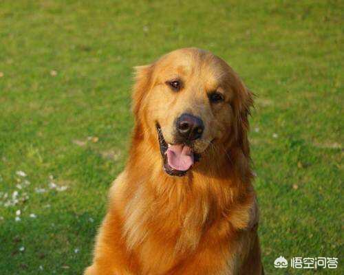 十大聪明犬排名拉布拉多:十大聪明犬排名拉布拉多 拉布拉多和串串狗哪个聪明？