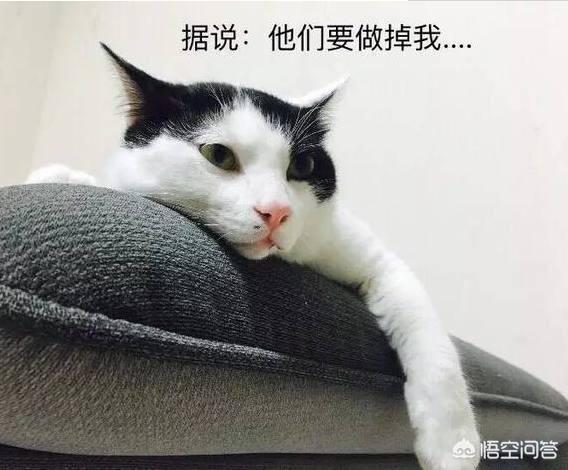 母猫绝育第二天没精神不爱动:母猫绝育后照顾注意事项有哪些？ 母猫绝育后第二天还没精神