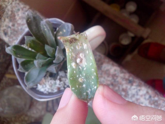 姬玉露和草玉露的区别:玉露表面有很多白色斑点是怎么回事？久了就慢慢烂根化水了？