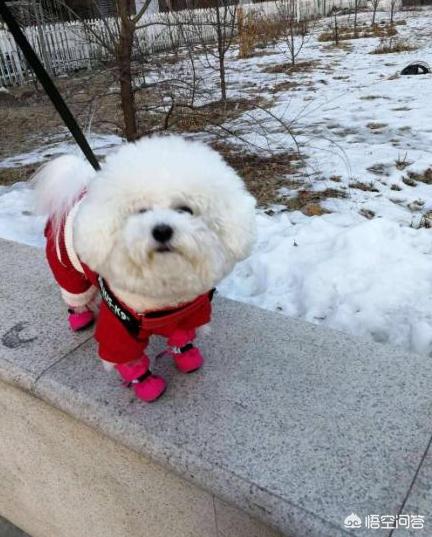 比熊犬图片可爱壁纸:在我国哪里可以买到比熊犬？幼犬价格多少钱？
