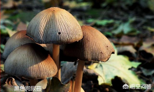 头条问答 在农村有一种蘑菇叫做 狗尿苔 这种蘑菇能吃么 为什么 能人工种植么 布衣小农人的回答 0赞